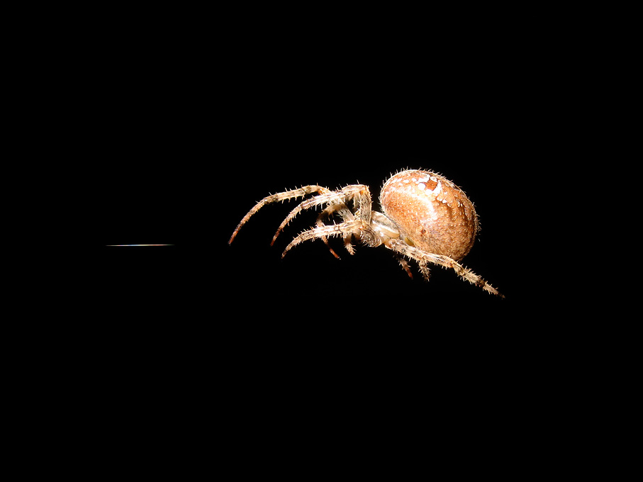 Sphärenschleicher - Das Bild unterliegt dem Urheberrecht des Fotografen.